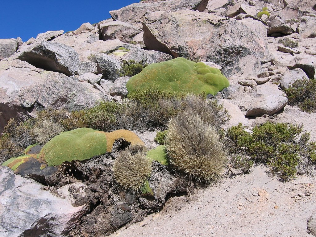 12-This is not moss, but a very slow growing plant, only growing at high altitude, here at 4470 m.jpg - This is not moss, but a very slow growing plant, only growing at high altitude, here at 4470 m